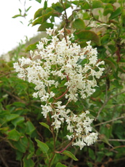 Fallopia baldschuanica