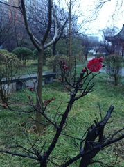 Prunus mume