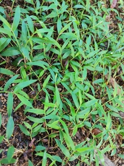 Oplismenus hirtellus