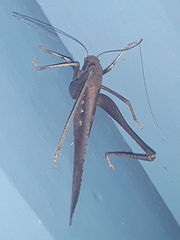 Mecopoda