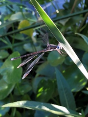 Archilestes californicus