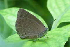 Arhopala asopia