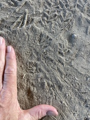 Sauria