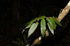 Austrosteenisia glabristyla