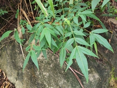 Toxicodendron succedaneum
