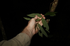 Austrosteenisia glabristyla