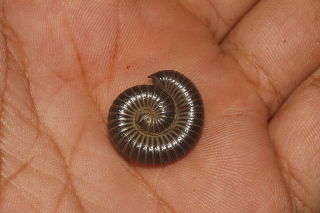 Allopocockiidae