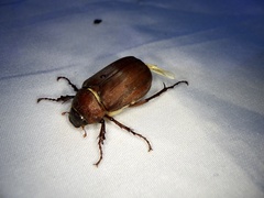 Holotrichia parallela