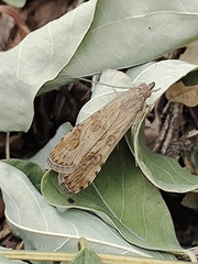 Nomophila noctuella