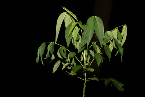 Senna septemtrionalis