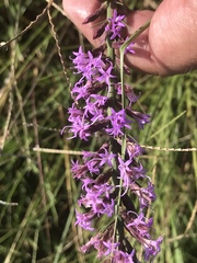 Liatris acidota