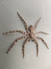 Arachnida
