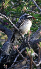 Lophoceros nasutus