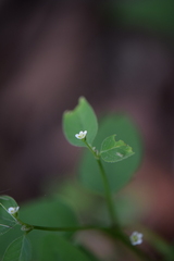 Euphorbia montereyana