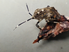 Eurystylus coelestialium