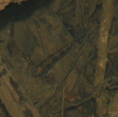 Gobiomorphus australis