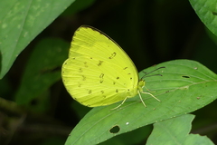 Eurema blanda