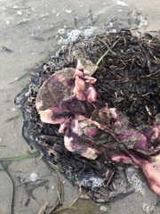 Chondracanthus exasperatus