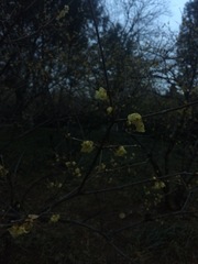 Chimonanthus praecox