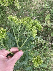 Senecio biserratus
