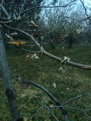 Chimonanthus praecox