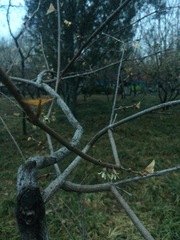 Chimonanthus praecox