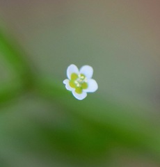 Euphorbia montereyana
