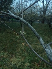 Chimonanthus praecox