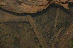 Gobiomorphus australis