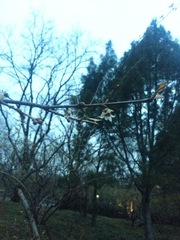 Chimonanthus praecox