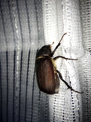 Holotrichia parallela