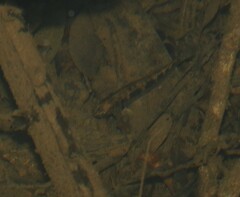 Gobiomorphus australis