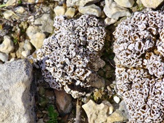 Psora