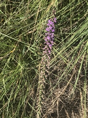 Liatris acidota