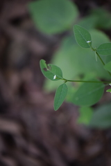 Euphorbia montereyana