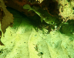 Nectocarcinus integrifrons