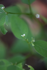 Euphorbia montereyana