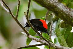 Ramphocelus passerinii