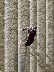 Galasa nigrinodis