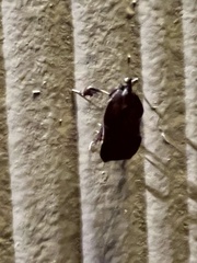 Galasa nigrinodis