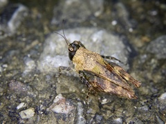 Tetrix japonica