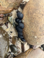 Nerita atramentosa