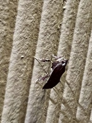 Galasa nigrinodis