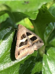 Grammodes