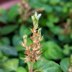 Lepidagathis inaequalis