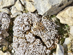 Psora