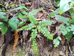 Adiantum flabellulatum