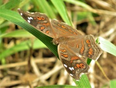 Junonia natalica natalica