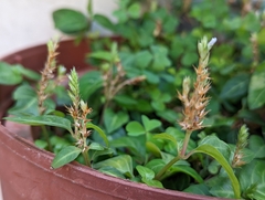 Lepidagathis inaequalis