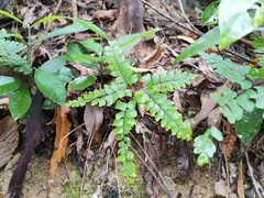 Adiantum flabellulatum